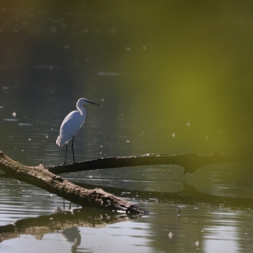 aigrette garzette_20250825_a